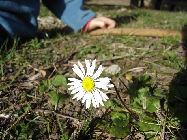 Fiori primaverili